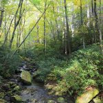 Joyce Kilmer Memorial Forest