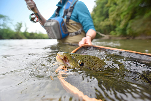 Trout Fishing