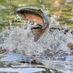 Carolina Mountain Trout - Andrews, NC